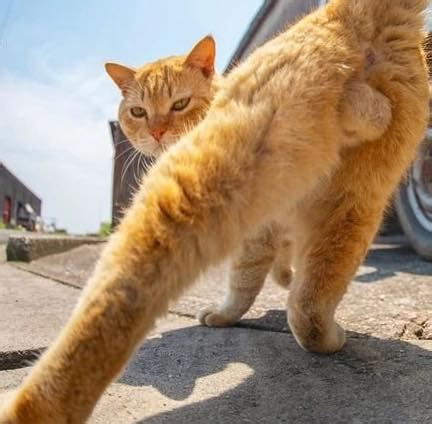 cat testes havent dropped|cats with retained testicles.